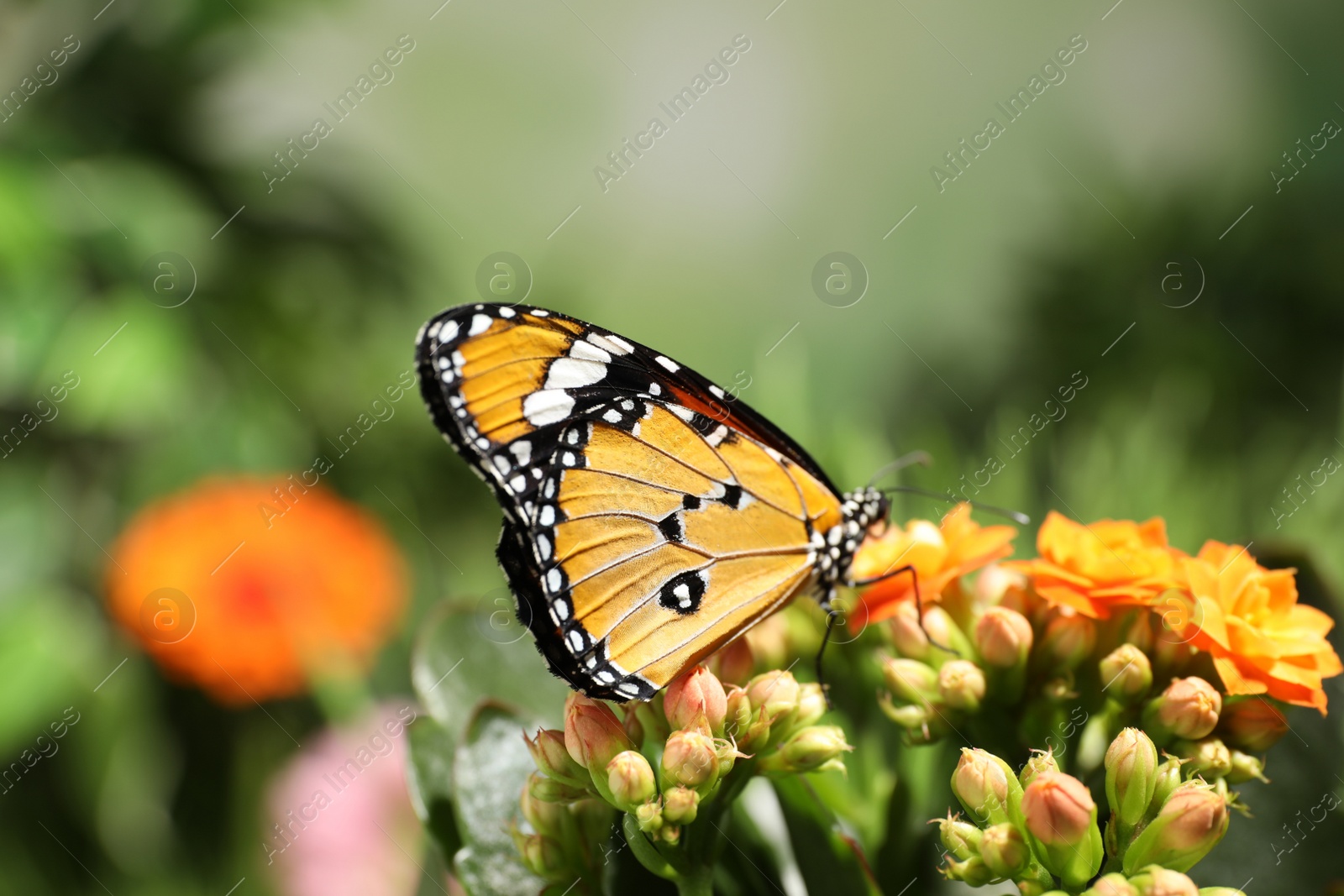 Photo of Beautiful painted lady butterfly on flower in garden