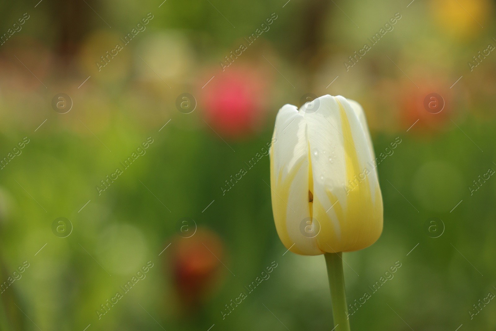 Photo of Beautiful white tulip growing outdoors, closeup. Space for text