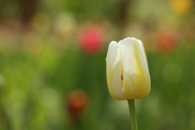 Beautiful white tulip growing outdoors, closeup. Space for text