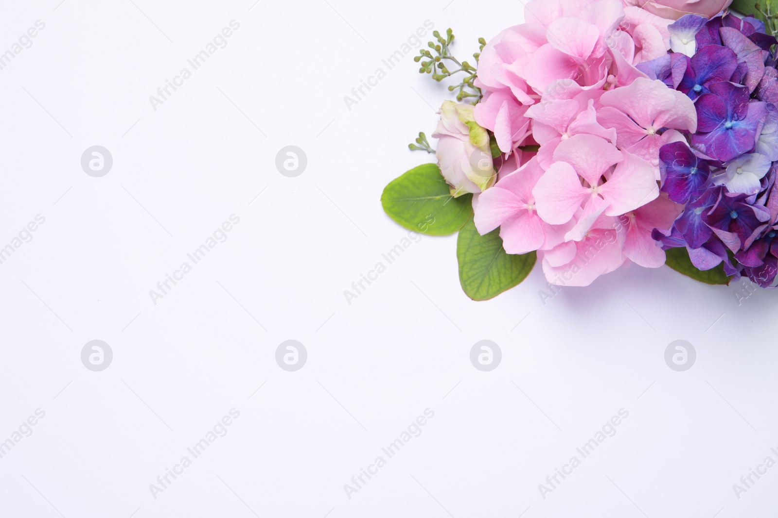 Photo of Beautiful composition with hortensia flowers on white background, flat lay. Space for text