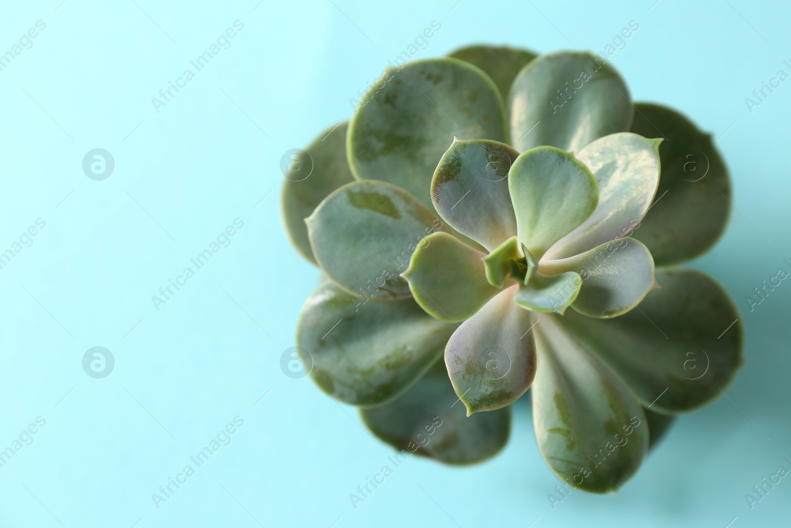 Photo of Beautiful echeveria on light blue background, top view. Succulent plant