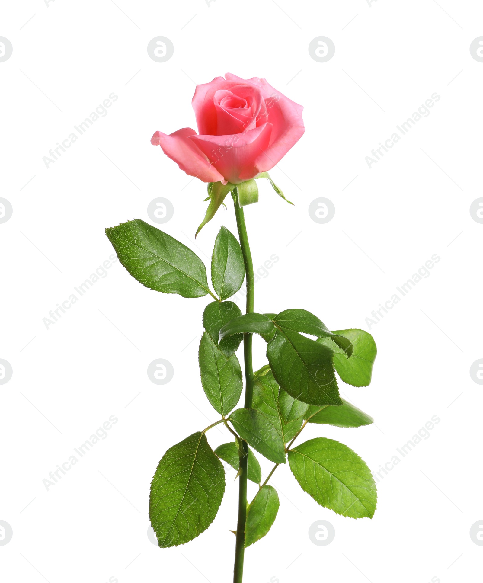 Photo of Beautiful rose flower on white background