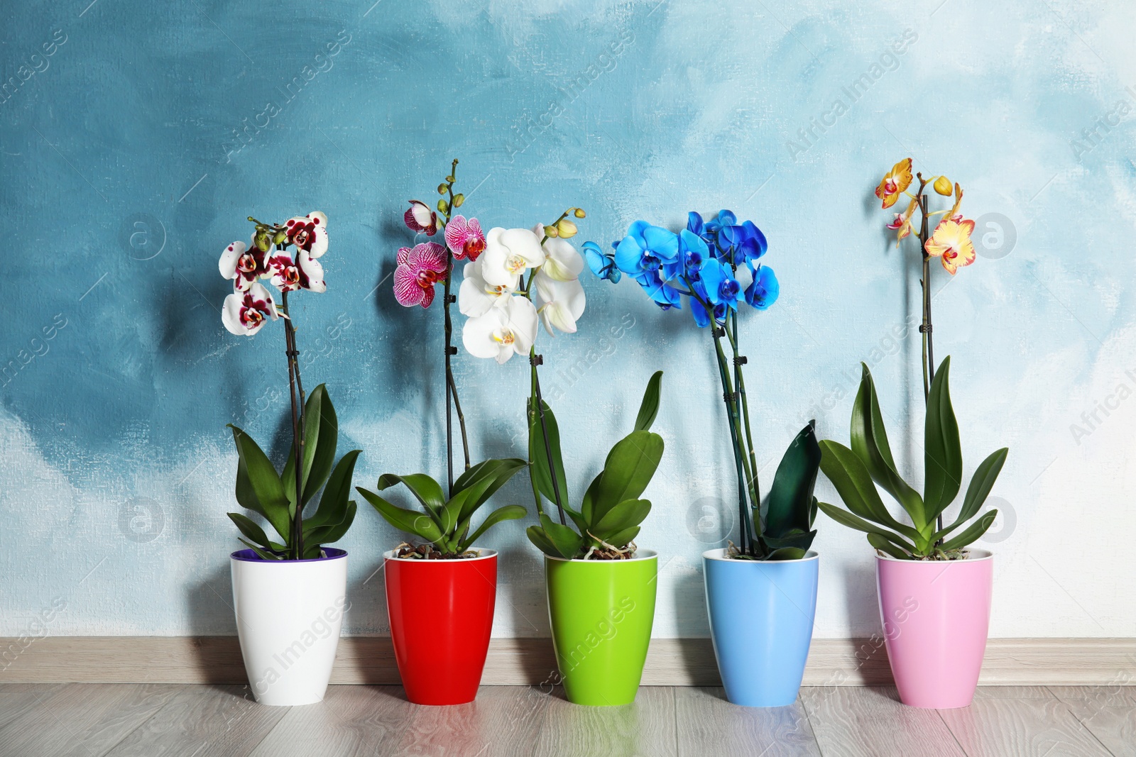 Photo of Beautiful tropical orchid flowers in pots on floor near color wall