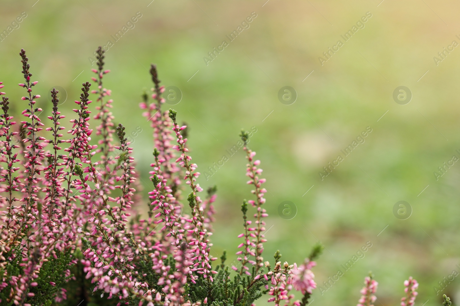 Photo of Heather shrub with beautiful flowers outdoors. Space for text