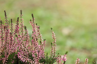 Heather shrub with beautiful flowers outdoors. Space for text