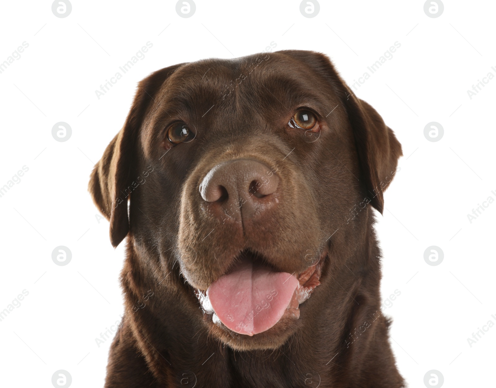 Photo of Chocolate labrador retriever on white background. Adorable pet