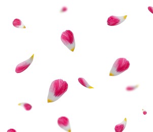 Image of Beautiful tender petals flying on white background