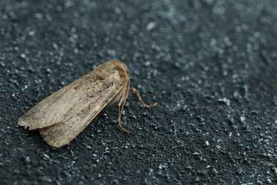 Photo of Paradrina clavipalpis moth on black textured background