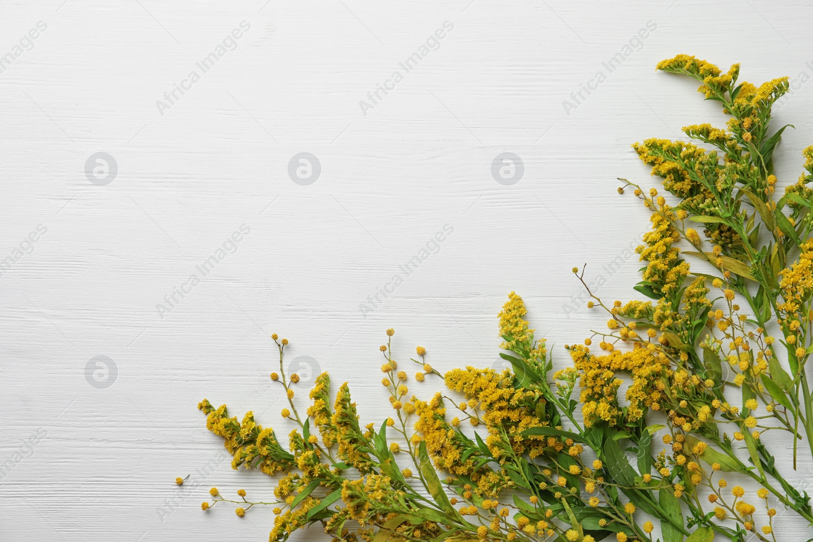 Photo of Fresh mimosa flowers on white wooden table, flat lay. Space for text