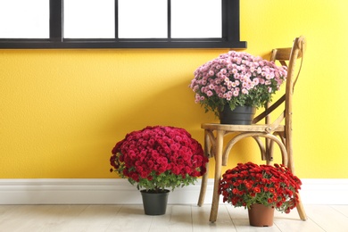 Beautiful composition with chrysanthemum flowers near colorful wall. Space for text