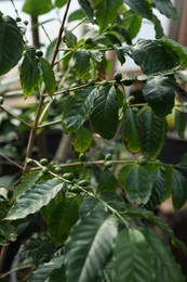 Unripe coffee fruits on tree in greenhouse