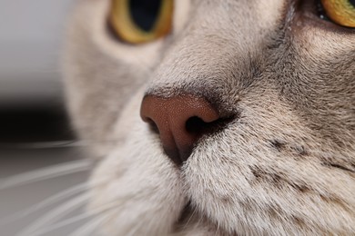 Cat, macro photo of nose. Cute pet