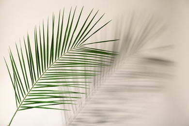 Photo of Fresh tropical date palm leaf on light background