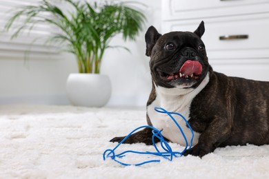 Naughty French Bulldog with electrical wire on rug indoors, space for text