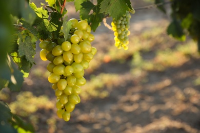 Bunch of ripe juicy grapes on branch in vineyard. Space for text