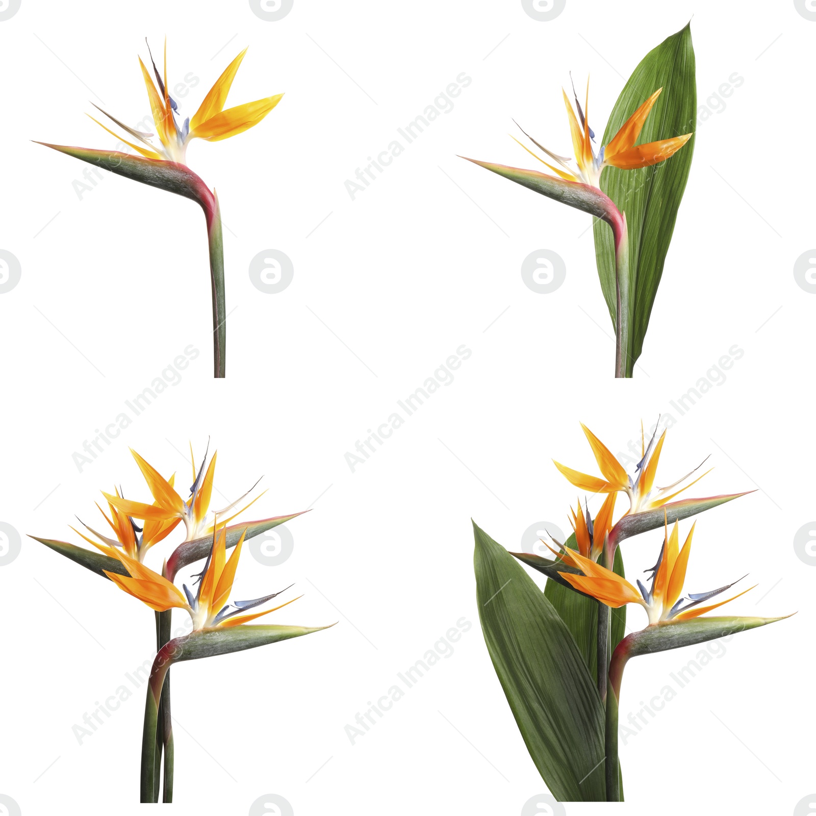 Image of Set with beautiful Bird of Paradise tropical flowers on white background