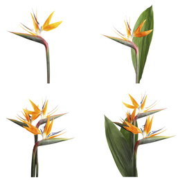 Image of Set with beautiful Bird of Paradise tropical flowers on white background