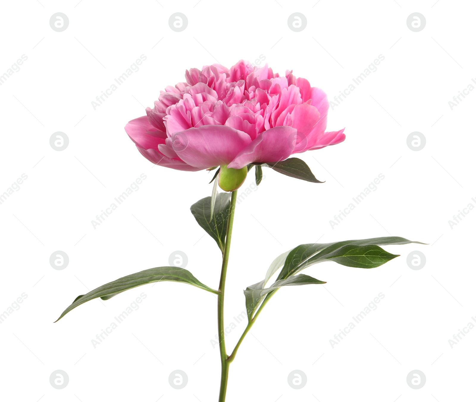 Photo of Beautiful fresh peony flower with leaves on white background