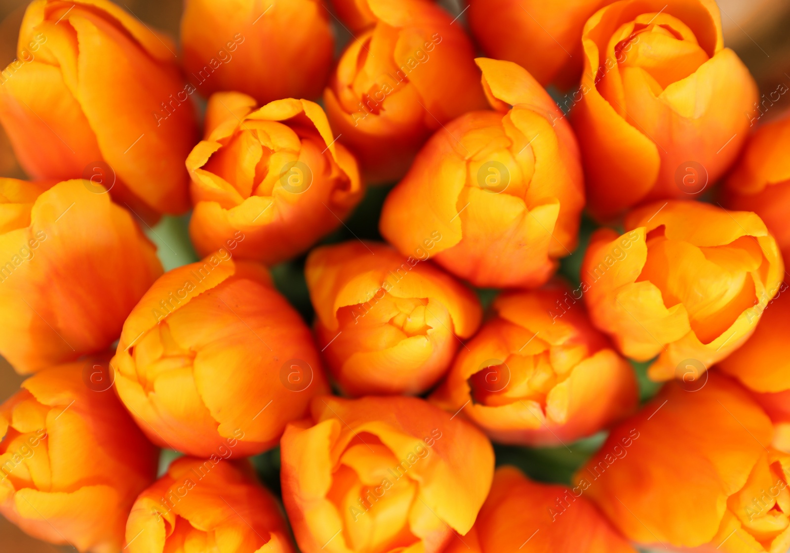 Photo of Beautiful bouquet of tulip flowers, closeup. Floral decor