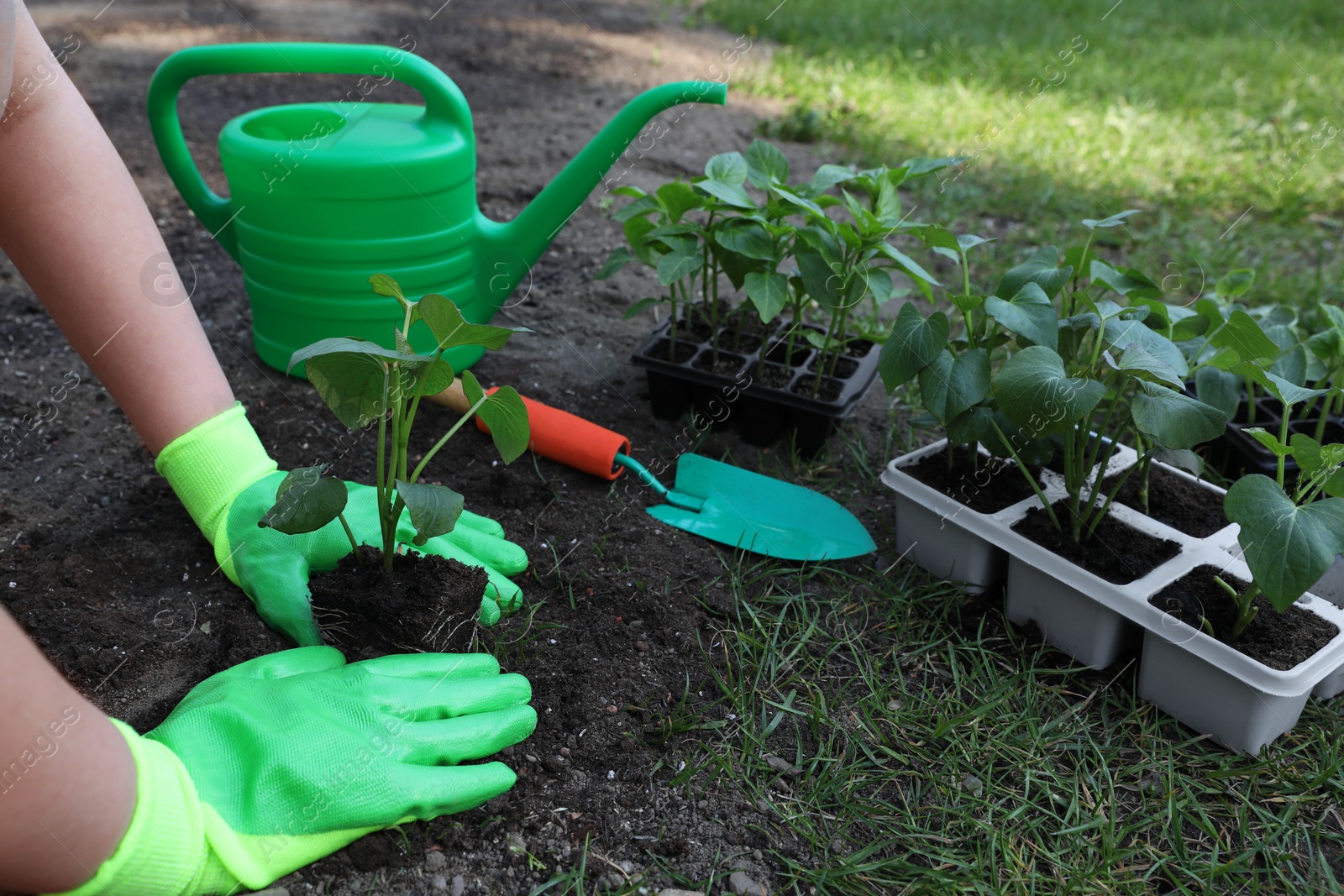 Photo of Woman wearing gardening gloves transplanting seedling from plastic container in ground outdoors, closeup