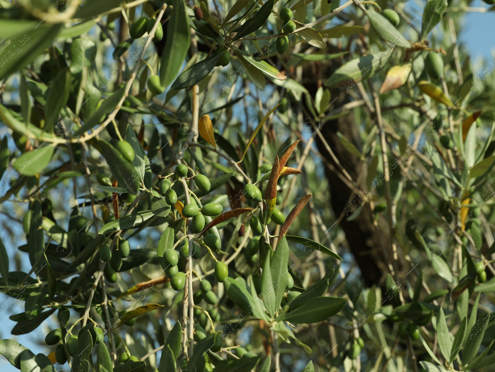 Photo of Olive tree with fresh green fruits outdoors on sunny day