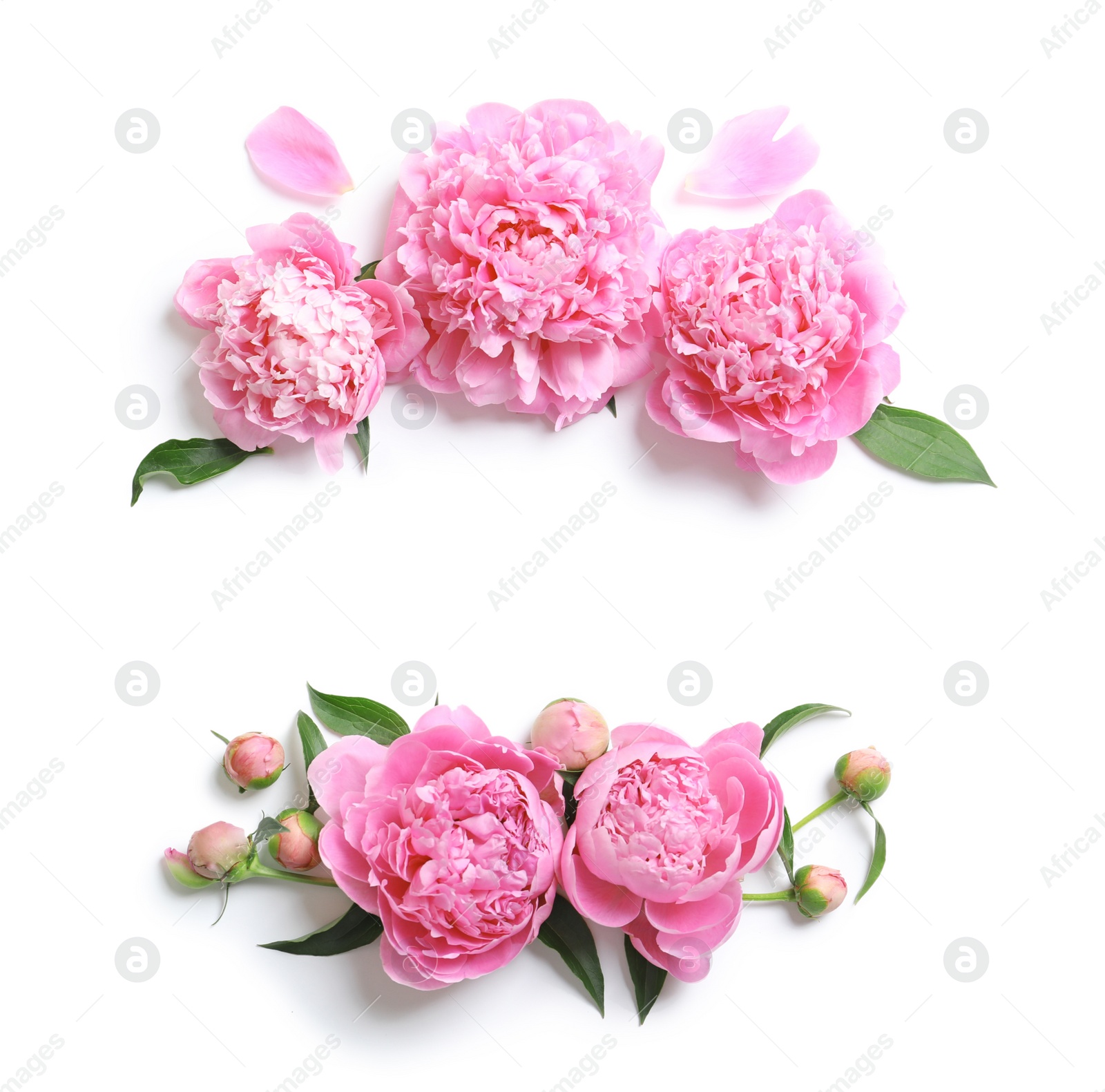 Photo of Beautiful fragrant peony flowers on white background