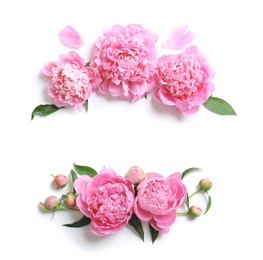 Beautiful fragrant peony flowers on white background