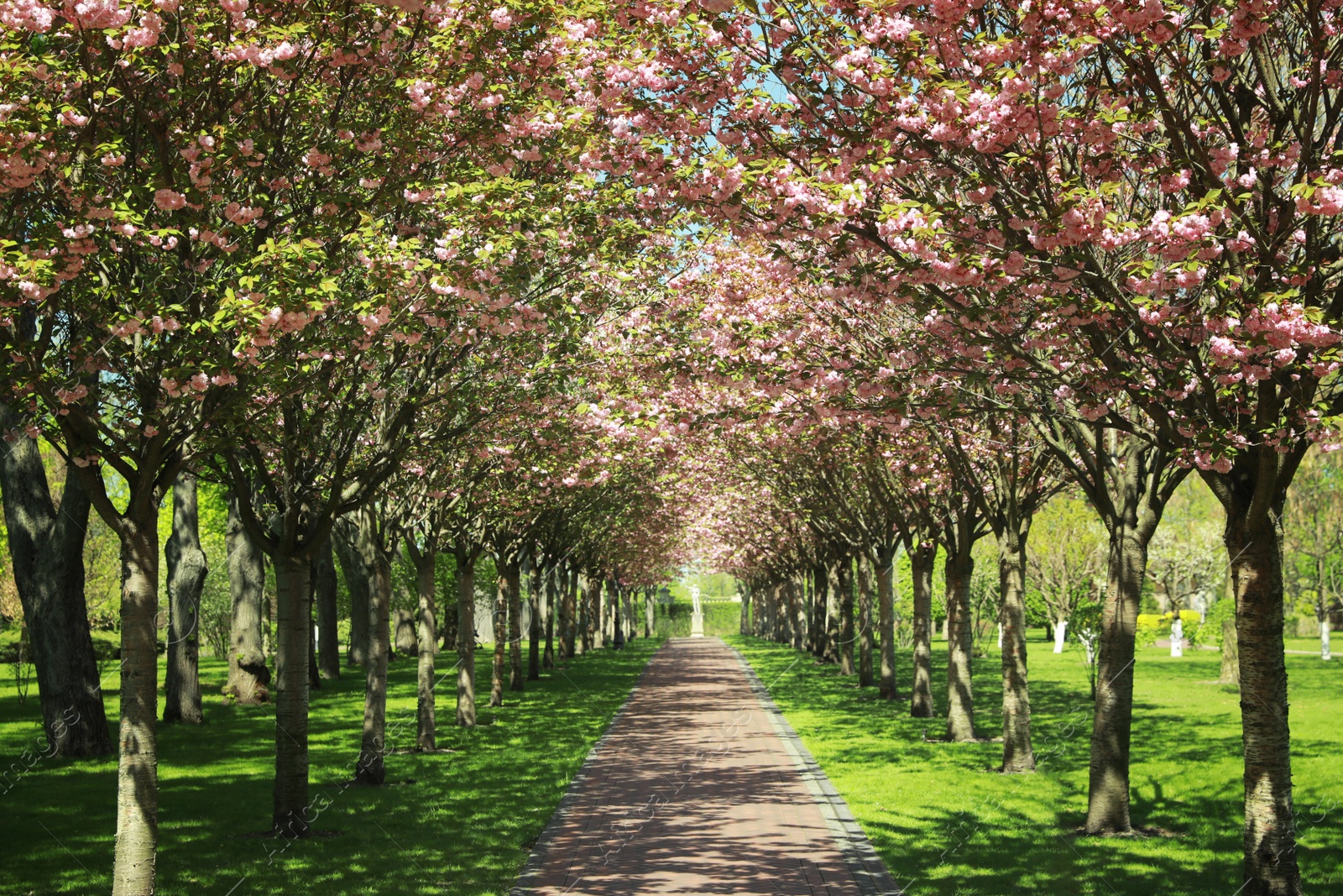 Photo of Picturesque view of beautiful park with fresh green grass and blossoming trees