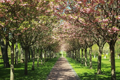 Photo of Picturesque view of beautiful park with fresh green grass and blossoming trees