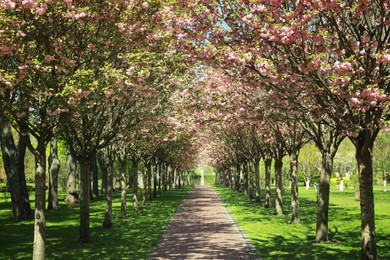 Picturesque view of beautiful park with fresh green grass and blossoming trees