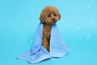 Cute Maltipoo dog wrapped in towel and soap bubbles on light blue background. Pet hygiene
