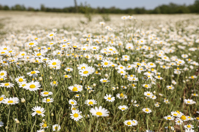 Photo of Closeup view of beautiful chamomile field on sunny day