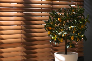 Photo of Potted kumquat tree near window indoors, space for text. Interior design