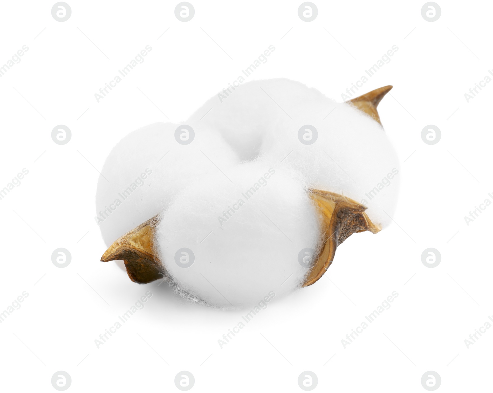 Photo of One soft cotton flower isolated on white