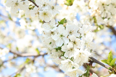 Photo of Closeup view of blooming spring tree on sunny day