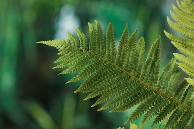 Photo of Beautiful fresh fern leaves on blurred background, closeup