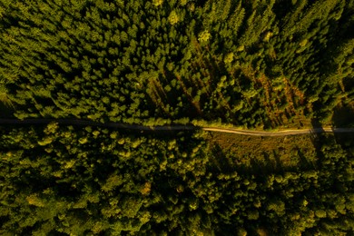 Aerial view of road surrounded by forest with beautiful green trees. Drone photography