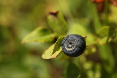 Ripe bilberry growing in forest, closeup. Space for text