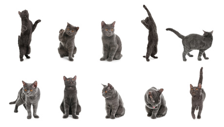 Image of Collage of British shorthair cat on white background. Lovely pet
