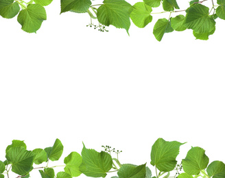 Frame of linden branches with green leaves and bloom isolated on white