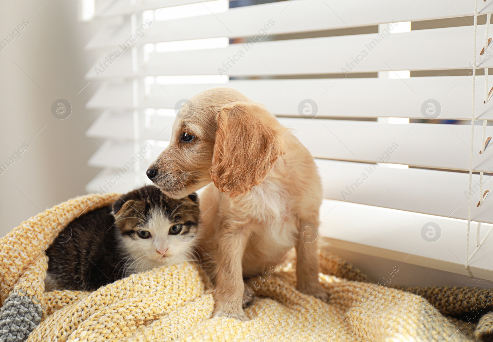 Photo of Adorable little kitten and puppy on blanket near window indoors