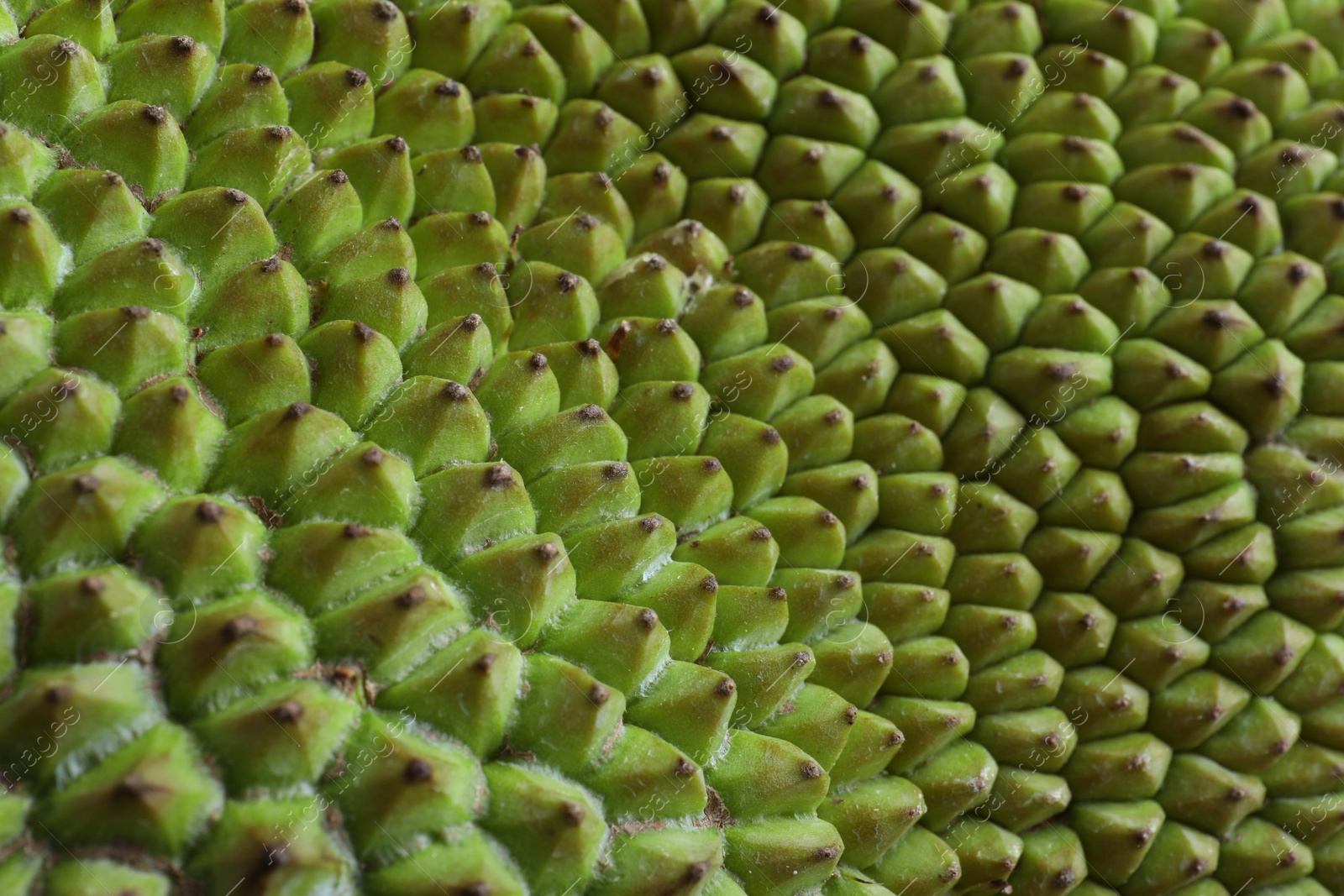 Photo of Delicious fresh exotic jackfruit as background, closeup