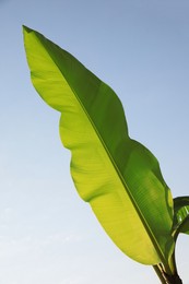 Banana leaf against blue sky, low angle view
