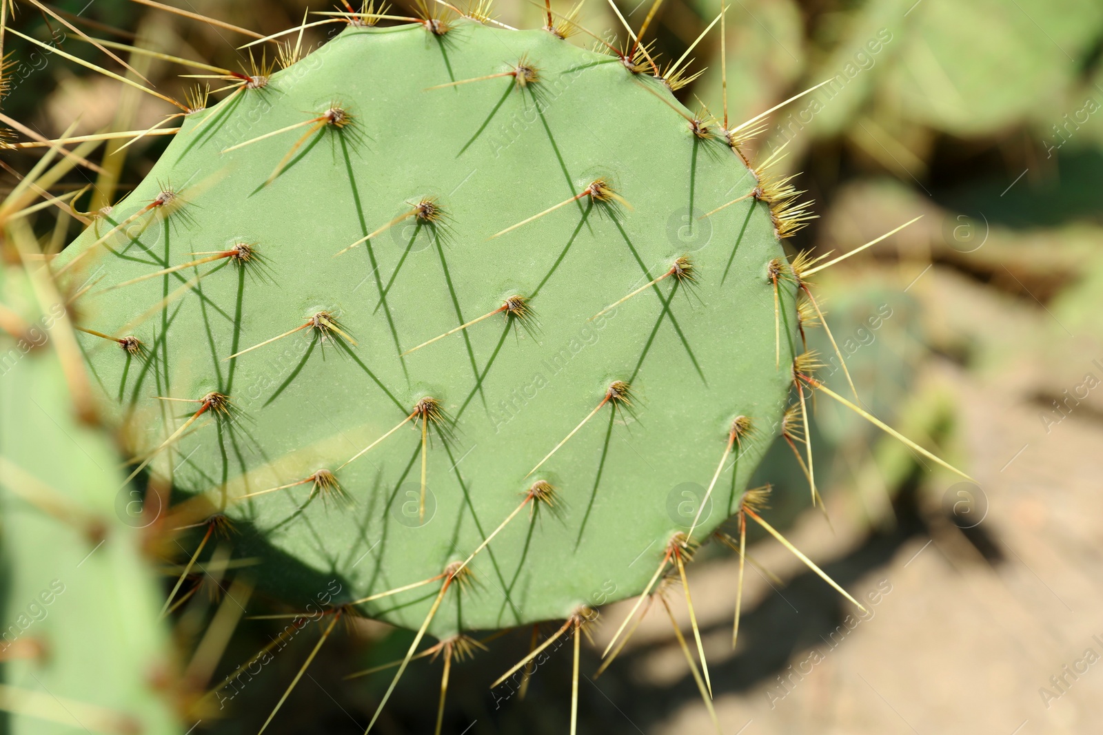 Photo of Beautiful prickly pear cactus growing outdoors on sunny day, closeup. Space for text