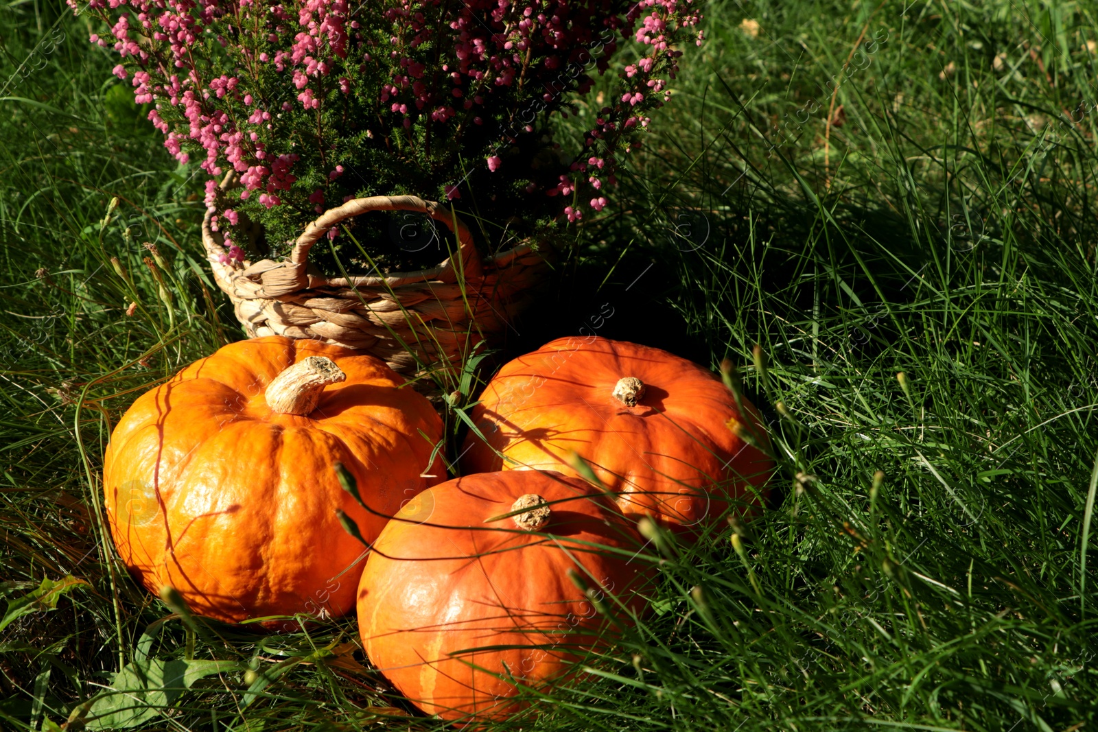 Photo of Wicker basket with beautiful heather flowers and pumpkins outdoors on sunny day