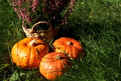 Photo of Wicker basket with beautiful heather flowers and pumpkins outdoors on sunny day
