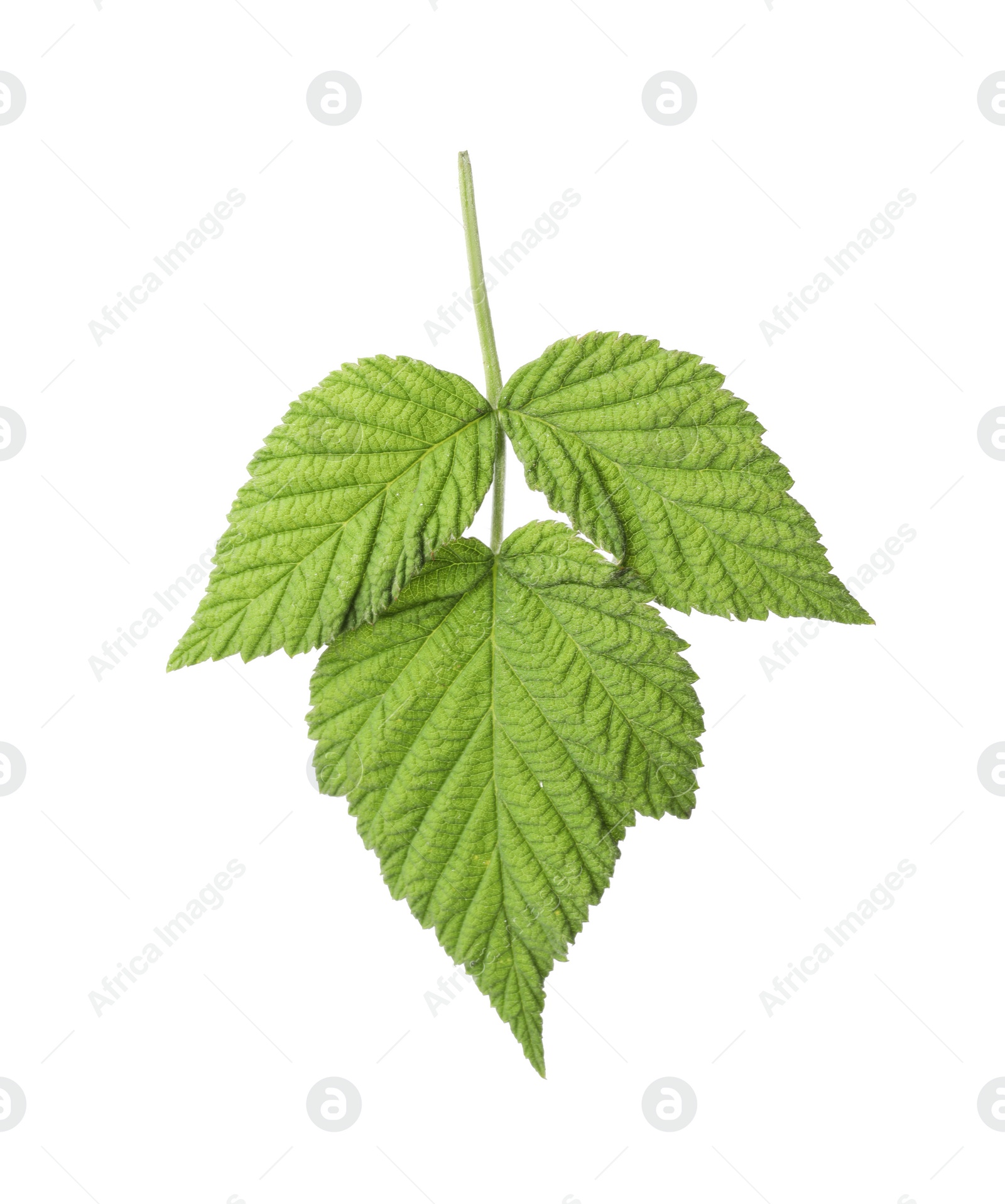 Photo of Fresh green raspberry leaves on white background