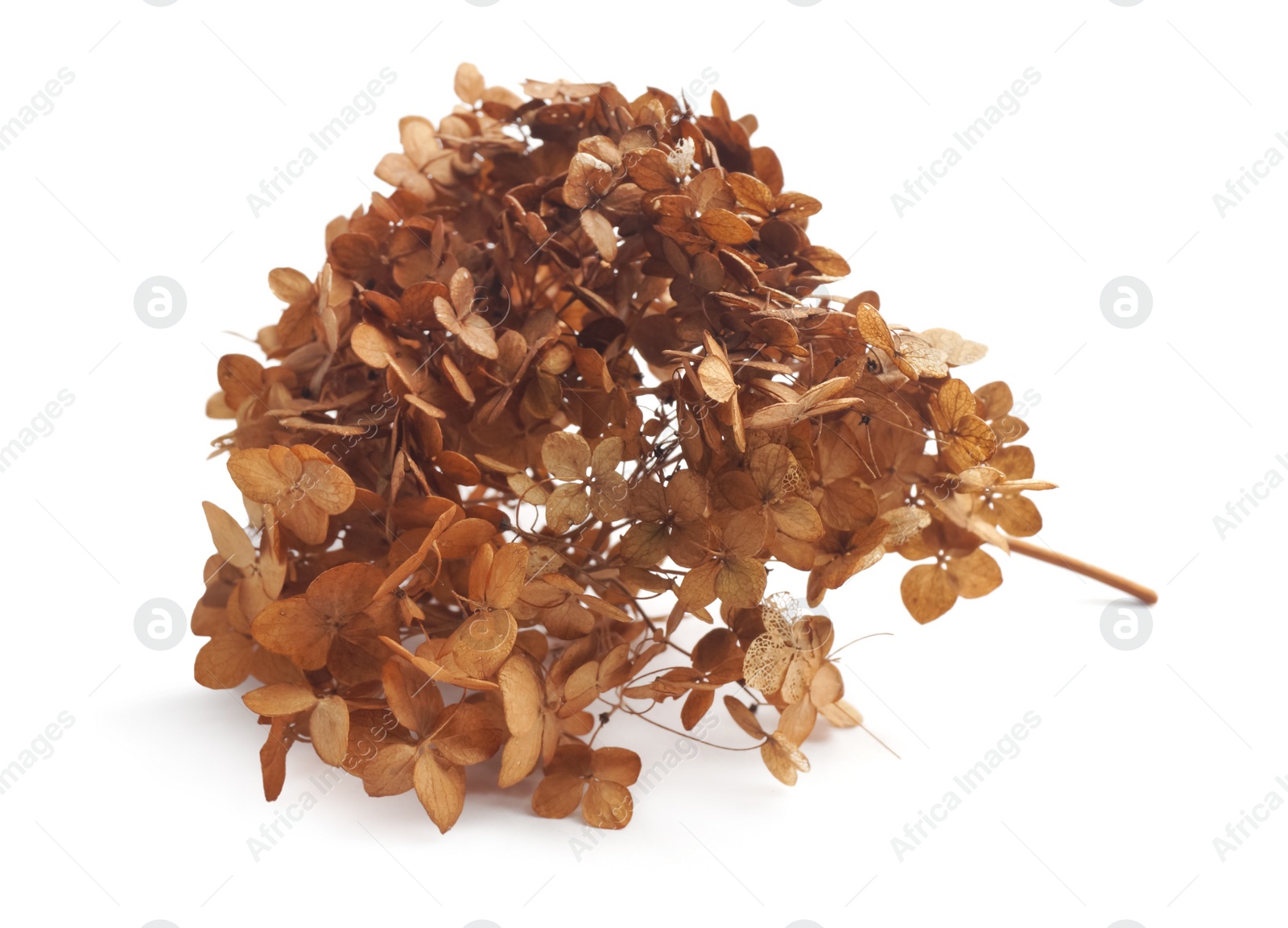 Photo of Branch of dried hortensia isolated on white