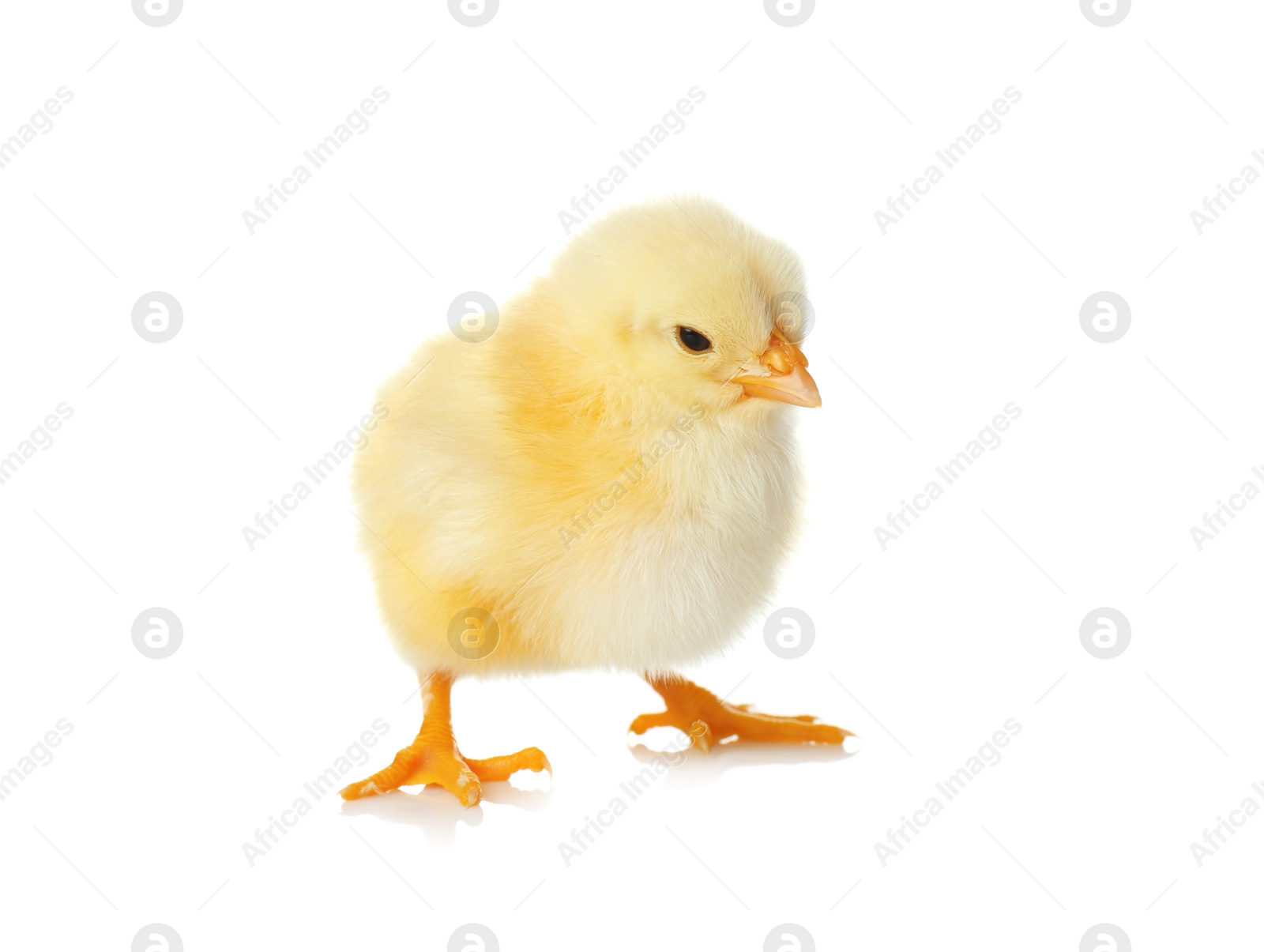 Photo of Cute fluffy baby chicken on white background. Farm animal