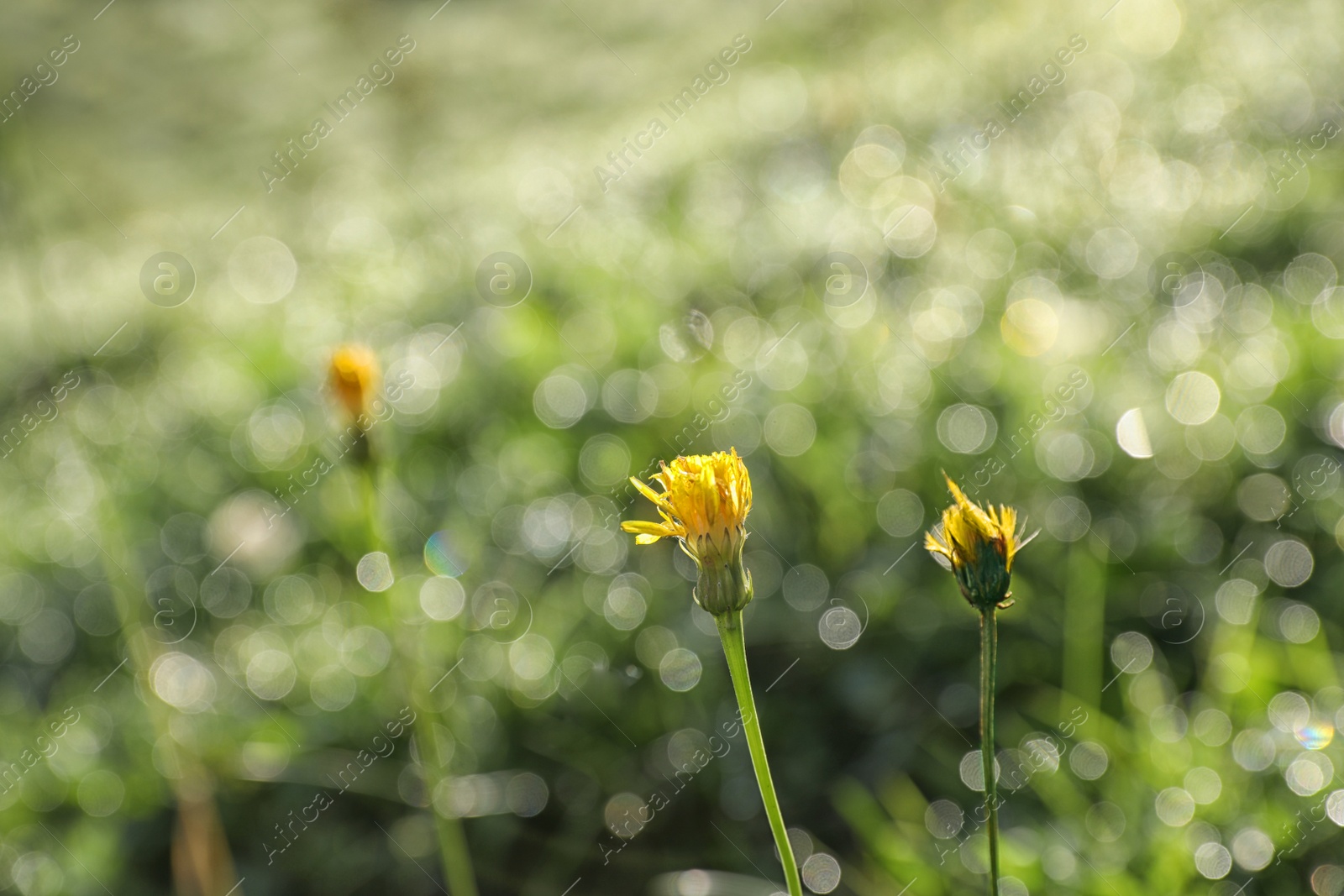 Photo of Green meadow with wild flowers on summer day, closeup